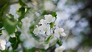 beautiful floral spring panoramic banner of nature. spring blossom background