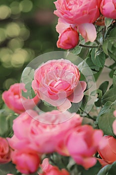 Beautiful floral summer or springtime natural background with blossom pink roses, copy space, border, selective soft focus