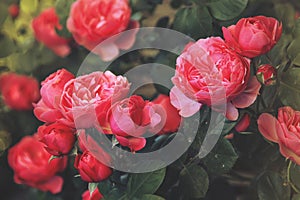 Beautiful floral summer or springtime natural background with blossom pink roses, copy space, border, selective soft focus