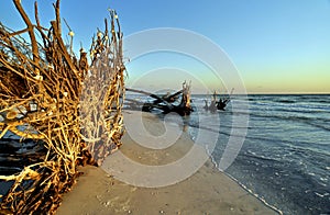 Beautiful Florida Beach with uprooted Trees