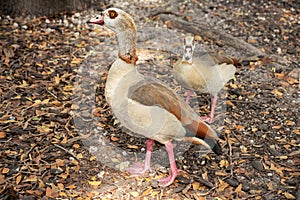 Beautiful Florida duck in the Aventura Waterway in Miami Florida