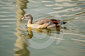 Beautiful Florida duck in the Aventura Waterway in Miami Florida