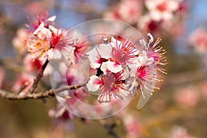 Beautiful flourished pink blossoms photo