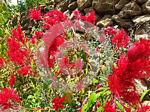 Beautiful flower in albero bamboo park photo