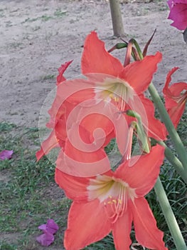 Beautiful flower along with colours is seen in the beautiful photo from Biswanath ,Assam ,India