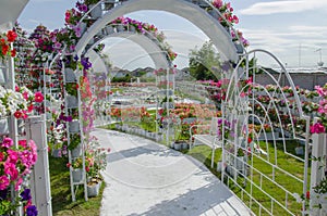 Beautiful flower arches over white pathway