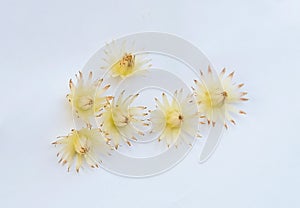Mimusops Elengi or Bokul Flowers on White Background photo
