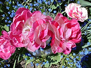 Beautiful flower arrangement from Butchart Gardens