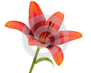 Beautiful flower of asian lily, isolated on white background