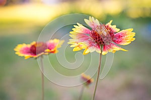 Beautiful flower asters Gaillardia with drops of water