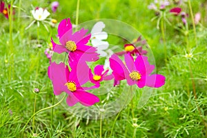 Beautiful flower background