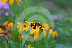 Beautiful flower background. Amazing view of bright orange-Yellow lily flowering in the garden at the middle of sunny summer