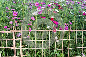 Beautiful flower background of cosmos sulphureus