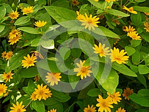 A beautiful flower for background landacape