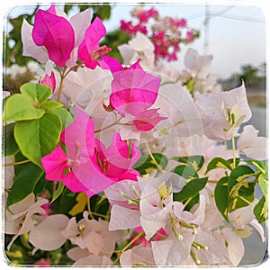 A beautiful flower background with lovely white and pink flowers