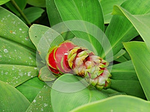 Beautiful flower in Bali, green landscape