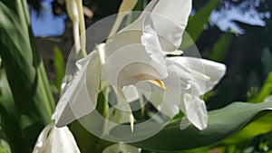 Orquidea photo