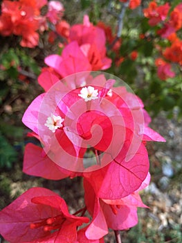 Beautiful flower , beautiful colours, red Bougenville