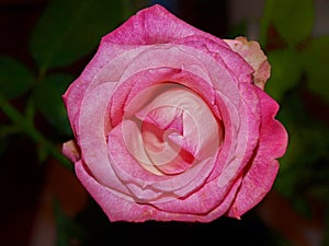 A beautiful flower photo