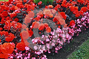 Beautiful flower bed with begonia flowers