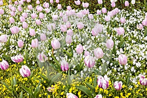 A beautiful flower bed with blooming spring flowers, mainly tulips and pansies