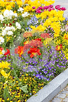 Beautiful flower bed with blooming spring flowers, mainly tulips and pansies, vertical photo