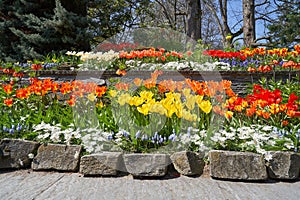 Beautiful flower bed of different spring flowers, tulips, daisies, muscari. Spring flowers in the garden