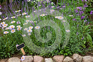 Beautiful flower-bed with lavender bush and brachyscome flowers