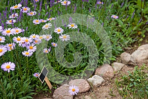 Beautiful flower-bed with lavender bush and brachyscome flowers