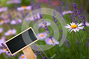 Beautiful flower-bed with lavender bush and brachyscome flowers