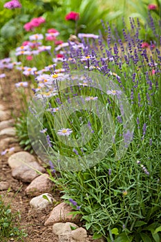 Beautiful flower-bed with lavender bush and brachyscome flowers