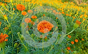 Beautiful flower bed of orange marigolds in a field