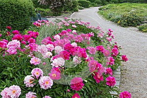 Beautiful flower bed with paeonies and walking way at westpark munich, bavaria