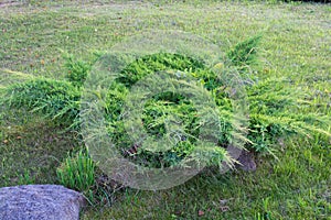 Beautiful flower bed in the park `Love and Fidelity`. Historically restored park, in the style of the 19th century, on the high ba