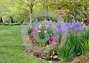 beautiful flower bed of pink bergenia cordifolia blooming in a park photo