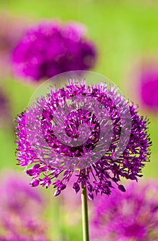 Beautiful flower bed with purple blooming allium flowers in springtime in the garden