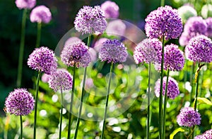 Beautiful flower bed with purple blooming allium flowers in springtime in the garden