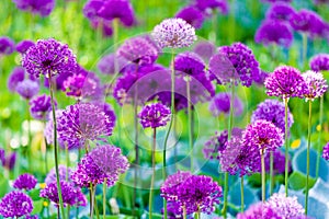 Beautiful flower bed with purple blooming allium flowers in springtime in the garden