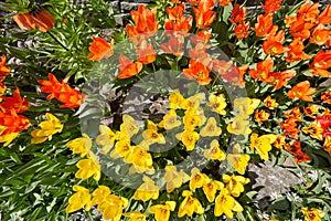 Beautiful flower bed of red and yellow tulips in the garden on a sunny day