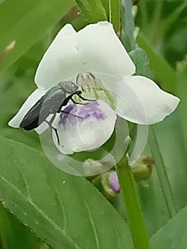 Beautiful flower is being visited by insects photo