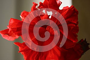 A beautiful flower bewitches