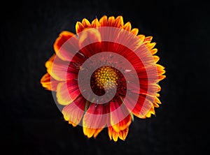 Beautiful flower on black background. Flat lay, top view.