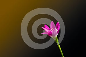 The Beautiful flower in black vase on black background , process