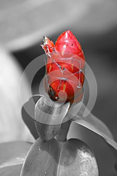 Beautiful flower on a black and white background