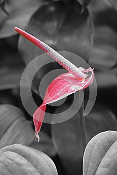 Beautiful flower on a black and white background