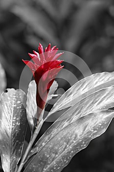 Beautiful flower on a black and white background