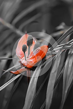 Beautiful flower on a black and white background