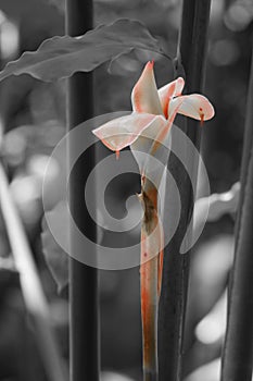 Beautiful flower on a black and white background