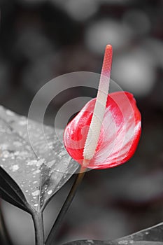 Beautiful flower on a black and white background