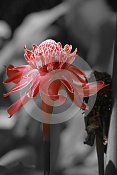 Beautiful flower on a black and white background